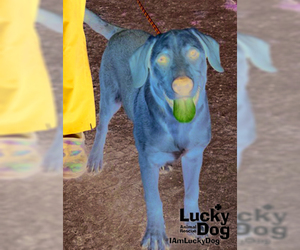 Golden Labrador Dogs for adoption in Washington, DC, USA