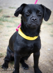 Pekingese Dogs for adoption in Cheyenne, WY, USA