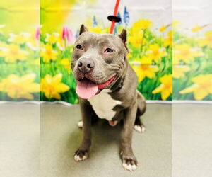 American Pit Bull Terrier Dogs for adoption in Jackson , NJ, USA