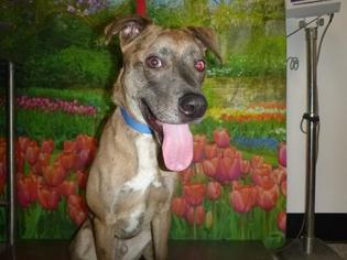 Catahoula Leopard Dog Dogs for adoption in Henderson, NV, USA