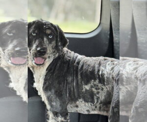 Bernedoodle Dogs for adoption in Valrico, FL, USA