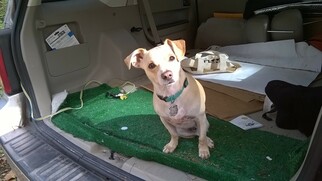 Jack Chi Dogs for adoption in Rowayton, CT, USA