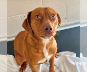 Mutt Dogs for adoption in Hilton Head, SC, USA