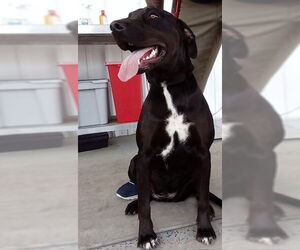 Labrador Retriever-Unknown Mix Dogs for adoption in Bakersfield, CA, USA