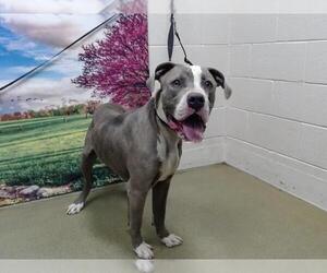 American Pit Bull Terrier-Unknown Mix Dogs for adoption in Moreno Valley, CA, USA