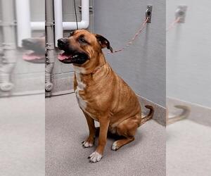 Rhodesian Ridgeback-Unknown Mix Dogs for adoption in Las Vegas, NV, USA