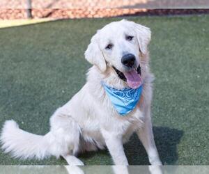 Great Pyrenees Dogs for adoption in Placerville, CA, USA