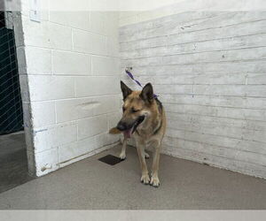 German Shepherd Dog Dogs for adoption in San Bernardino, CA, USA