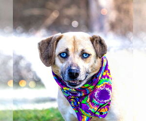 Catahoula Leopard Dog-Unknown Mix Dogs for adoption in Unionville, PA, USA