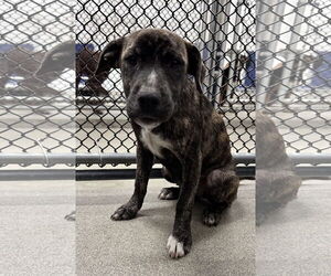 Labrador Retriever-Unknown Mix Dogs for adoption in Sterling, MA, USA