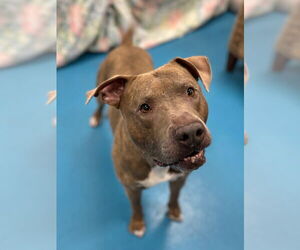 Labrador Retriever-Unknown Mix Dogs for adoption in Muskegon, MI, USA