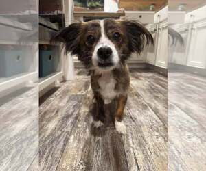 Mutt Dogs for adoption in Mount Pleasant, SC, USA