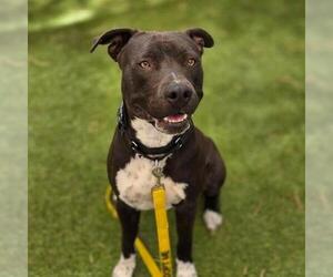 Mutt Dogs for adoption in Las Vegas, NV, USA