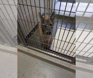 Mutt Dogs for adoption in Upland, CA, USA