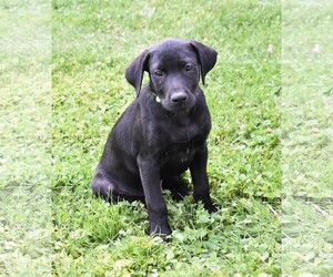 Labrador Retriever Dogs for adoption in Jarrettsville, MD, USA