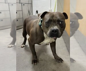 Mutt Dogs for adoption in Forestville, MD, USA