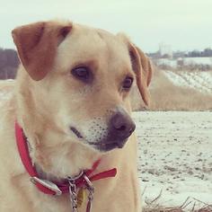 Labrador Retriever-Unknown Mix Dogs for adoption in Eldora, IA, USA