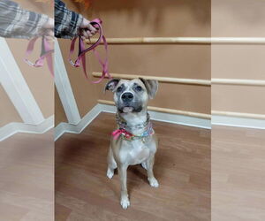 Bullboxer Pit Dogs for adoption in Germantown, OH, USA