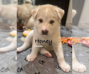 Pyrenees Husky Dogs for adoption in Bellevue, WA, USA