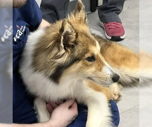 Mutt Dogs for adoption in Dublin, OH, USA