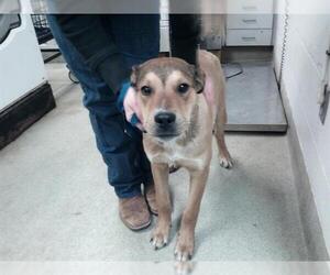 Siberian Husky-Unknown Mix Dogs for adoption in Oklahoma City, OK, USA
