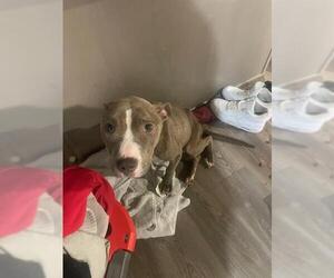 American Staffordshire Terrier Dogs for adoption in San Antonio, TX, USA