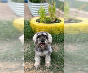 - Mix Dogs for adoption in Oak Bluffs, MA, USA