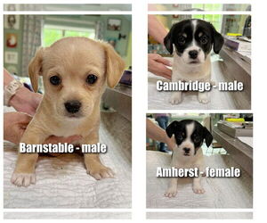 Chi-Corgi Dogs for adoption in Benton, LA, USA