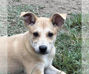 Retriever -Unknown Mix Dogs for adoption in Yardley, PA, USA