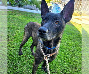Mutt Dogs for adoption in Long Beach, CA, USA