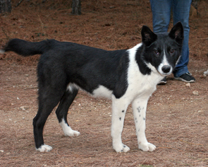 Medium Photo #1 Alaskan Husky-Unknown Mix Puppy For Sale in Eureka Springs, AR, USA