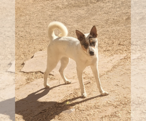 Mutt Dogs for adoption in Pena Blanca, NM, USA