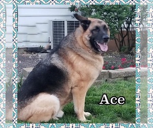 German Shepherd Dog-Unknown Mix Dogs for adoption in Jasper, IN, USA