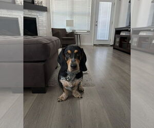 Basset Hound Dogs for adoption in Carrollton, TX, USA
