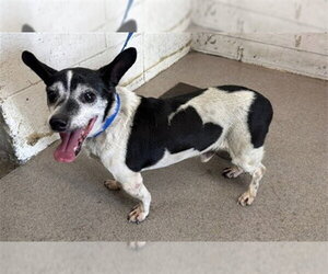 Chihuahua Dogs for adoption in San Bernardino, CA, USA