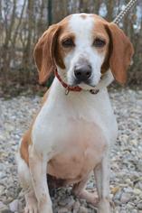 Beagle Dogs for adoption in Danbury, CT, USA