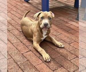 American Bulldog-Unknown Mix Dogs for adoption in New Oxford , PA, USA