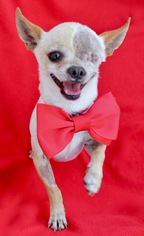 Chihuahua Dogs for adoption in Corona Del Mar, CA, USA