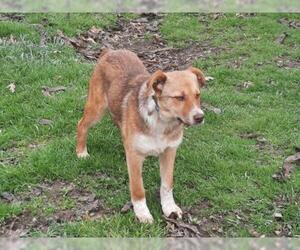 Anatolian Shepherd-Unknown Mix Dogs for adoption in Stockport, OH, USA