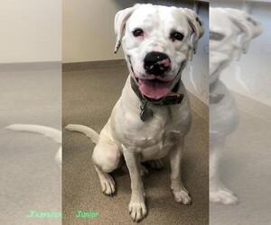 Bulloxer Dogs for adoption in Oskaloosa, IA, USA