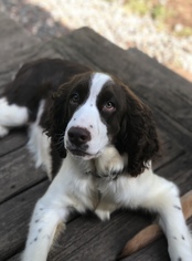 English Springer Spaniel Dogs for adoption in St. Louis Park, MN, USA