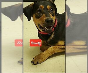 Treeing Walker Coonhound-Unknown Mix Dogs for adoption in Sheboygan, WI, USA