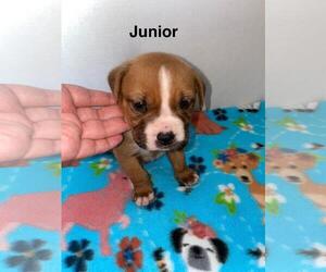 American Pit Bull Terrier-Labrador Retriever Mix Dogs for adoption in Incline Village, NV, USA