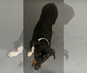 Mutt Dogs for adoption in Glen Allen, VA, USA