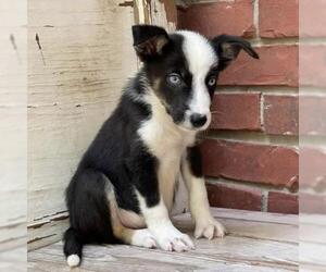 Border Collie Dogs for adoption in Austin, TX, USA