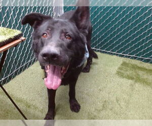 German Shepherd Dog-Unknown Mix Dogs for adoption in Downey, CA, USA