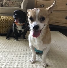 Jack-Rat Terrier Dogs for adoption in Coppell, TX, USA