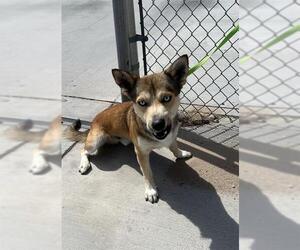 Dachshund Dogs for adoption in HESPERIA, CA, USA