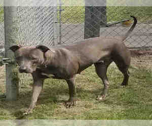 Weimaraner Dogs for adoption in Gainesville, FL, USA