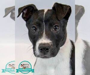 Jack Russell Terrier-Unknown Mix Dogs for adoption in Kennesaw, GA, USA